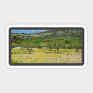 Olive Trees and Wild Flowers on Brac, Croatia Sticker